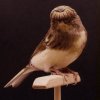 Gloster Canary Gloster Canary